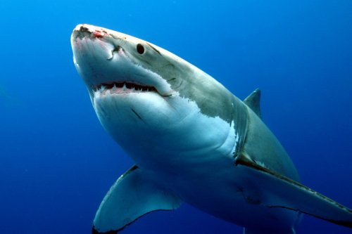 В Эгейском море в сети рыбаков попала гигантская акула