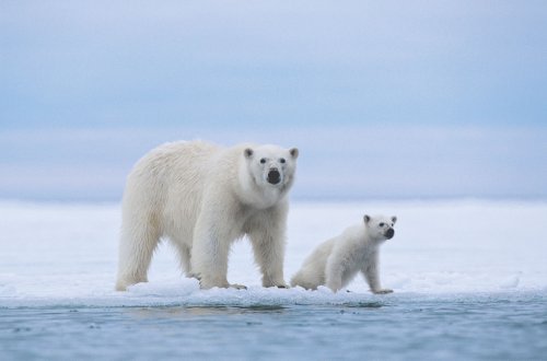 В США суд не станет рассматривать дело о выделении части Аляски для белых медведей