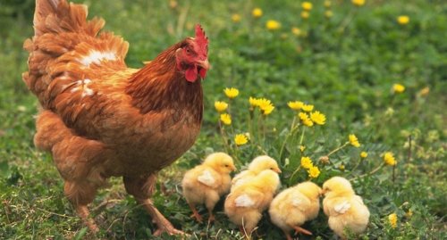 Курицы могут сочувствовать и переживать - Ученые