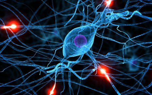 Нервные клетки восстанавливается - Ученые