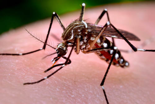 Ученые: 1 укуса комара может привести к получению сразу нескольких вирусов