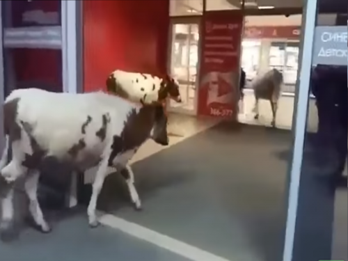В Сургуте коровы хотели «скупится» в ТРЦ «Сити Молл»