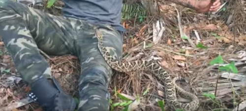 Змея заползла на колени к видеоблогеру при съемках ролика