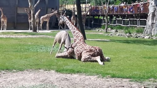 Видео: В зоопарке Роттердама антилопа чуть не убила жирафу