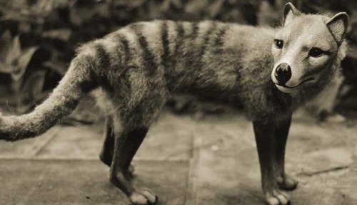 В Тасмании обнаружили вымерших сумчатых волков