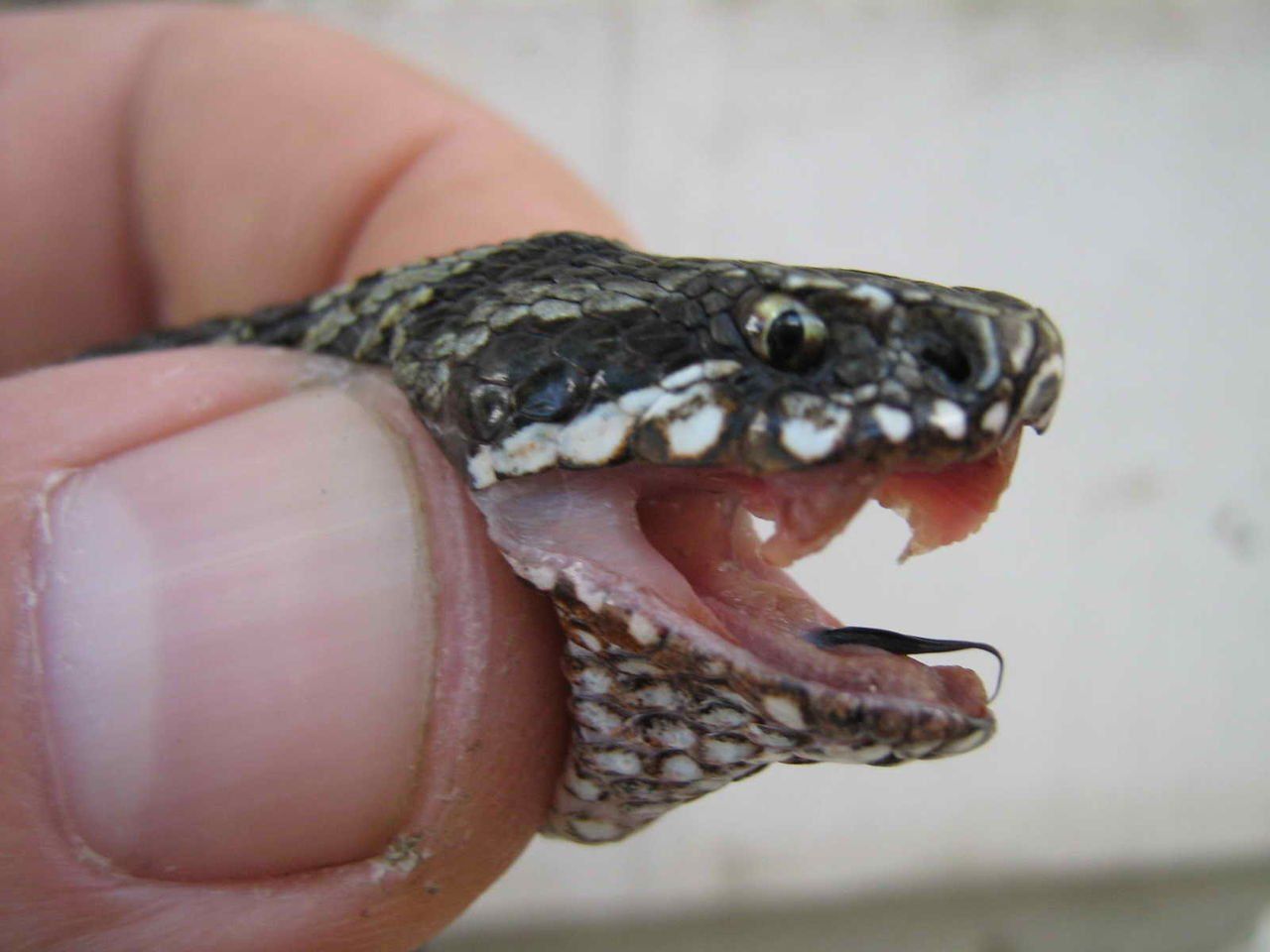 Змеиные зубы. Укус гадюки обыкновенной. Ядовитая змея гадюка укус.