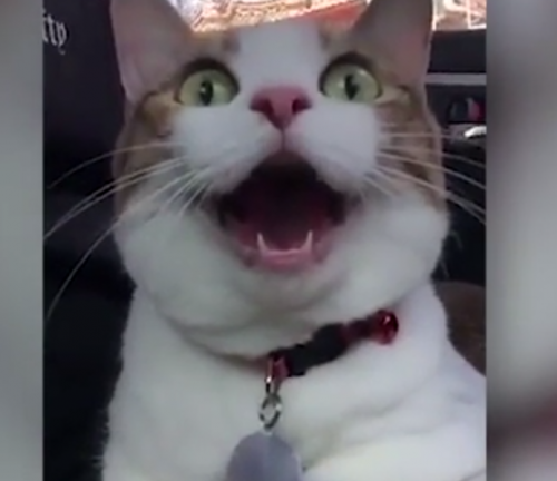 Видео с удивленным котиком взорвало Интернет