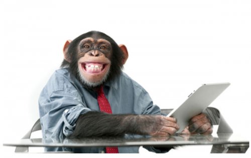В Махачкале обезьяна пробралась в офис энергосети и навела там порядок