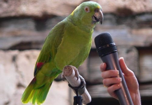 В США говорящий попугай сдал свою хозяйку в полицию