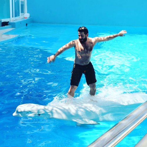 Поклонники возмущены, как Михаил Галустян поиздевался над полярным дельфином