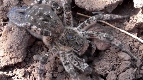 Жители Тамбова обнаружили новых соседей пауков - тарантулов