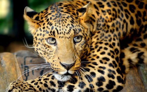 В Саратове 5-летняя девочка покусана леопардом