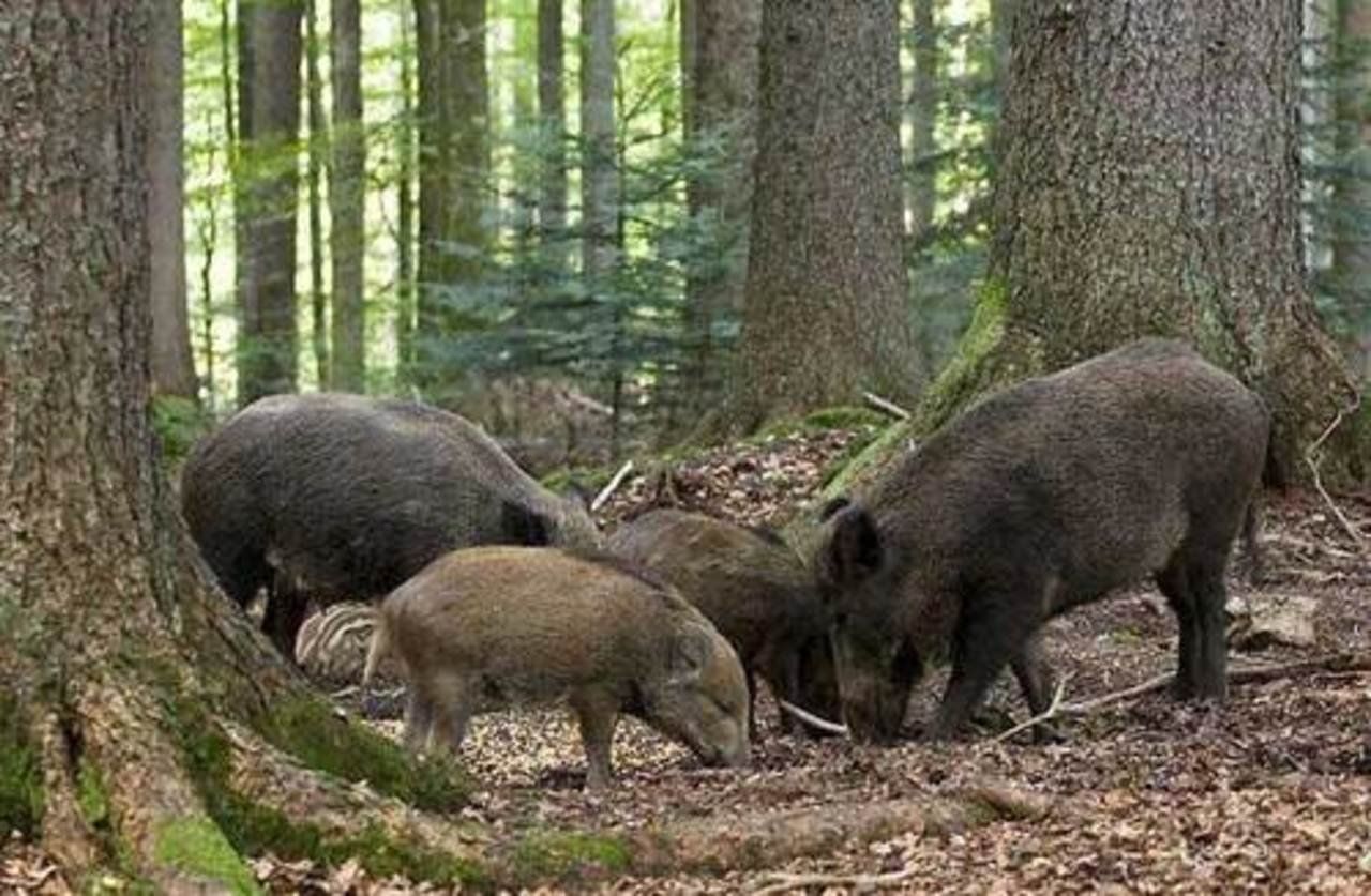 Дикие свиньи живут. Семейство Кабаньих. Кабан в лесу. Жители леса. Дикие звери в лесу.