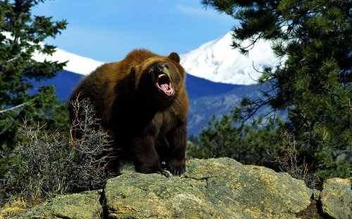 Нападение медведя отбил 68-летний каратист из Японии
