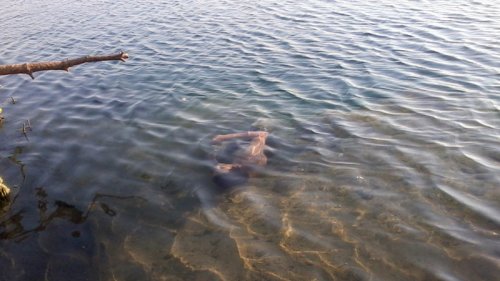 В Омской области отдыхающие на пляже сутки купались с утопленницей