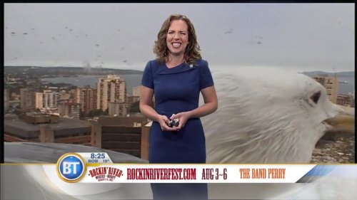 Прогноз погоды на канадском телеканале сорвала гигантская чайка
