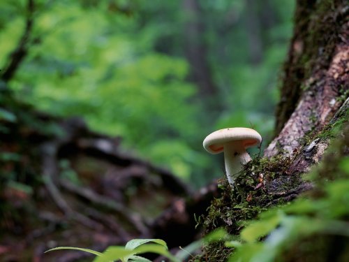 84-летний грибник больше недели бродил в ярославских лесах