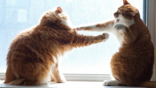 Медленный поединок котов-боксеров приятно поразил юзеров в Сети