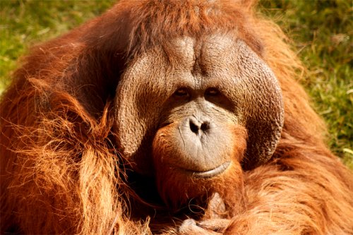 В США умер орангутанг Чантек, владеющий языком жестов