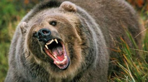 В Свердловской области грибник отправил напавшую медведицу в нокдаун