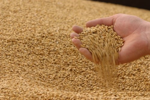 Кубань бьет рекорды урожайности зерновых культур