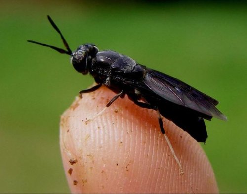 В «Сколково» будут выращивать съедобные личинки мух