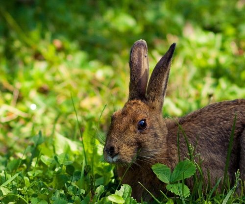 В США зафиксирована вспышка чумы среди блох и кроликов