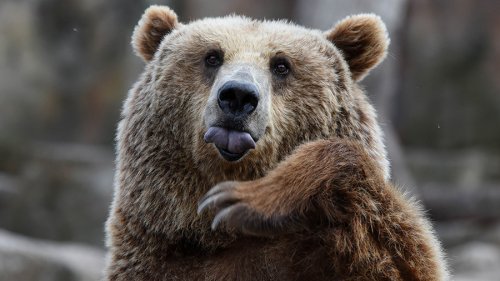 В Иркутской области медведь откусил руку пьяному посетителю кафе
