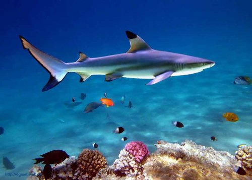 В Таиланде акула напала на туриста из Японии
