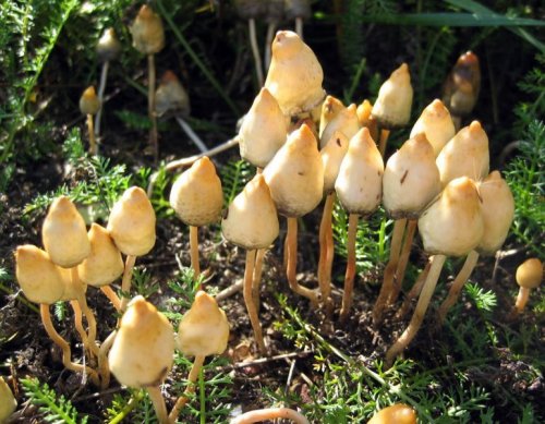Ученые: Галлюциногенные грибы могут защитить от насекомых