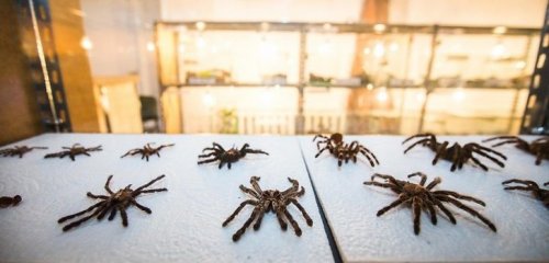 В Московском зоопарке откроют трехэтажный инсектарий