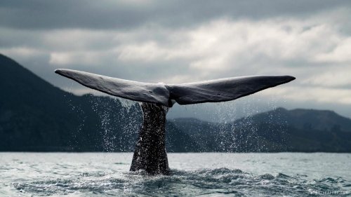 Ученые доказали, что киты ранее были хищниками