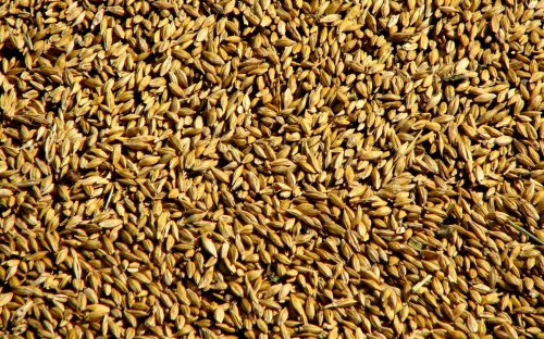 Механизм стабилизации цен на зерно разработан Министерством сельского хозяйства РФ