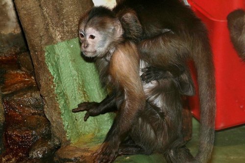 Маленькие обезьянки пойдут в детский садик, открывшейся в Екатеринбургском зоопарке