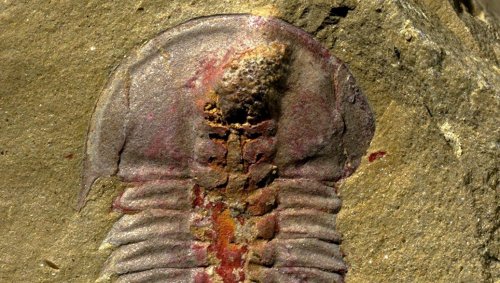 Ученые: У животных настоящий желудок появился 514 млн лет назад