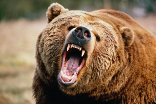 В Красноярском крае медведь загрыз мальчика