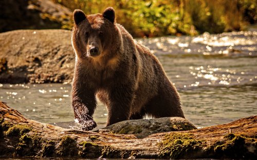 В Сибири охотник застрелил медведя во дворе школы