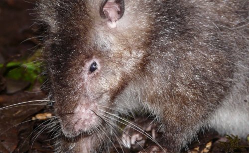 Ученые нашли на Соломоновых островах гигансткую крысу, которую ранее считали мифической