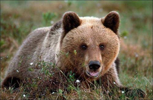 Бурый медведь гулял по рынку на Камчатке