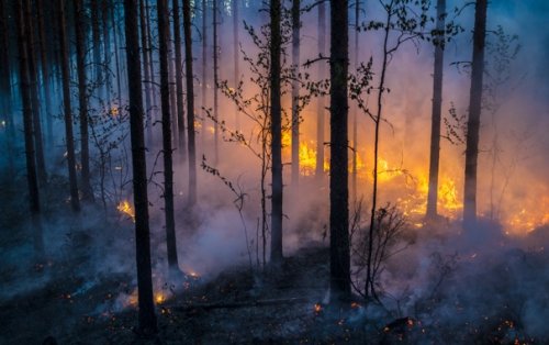 Владивосток задымлен из-за лесных пожаров