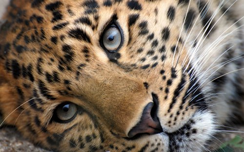 В саратовский суд передано дело о нападении леопарда на детей