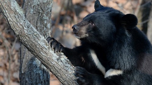 В Национальном парке Приморья заскучавший медведь извлек карту памяти из фотоловушки