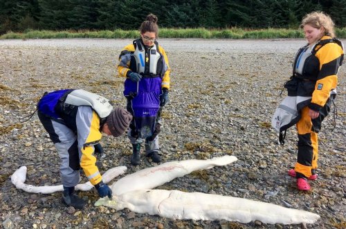 На Аляске обнаружили останки неизвестного морского гиганта