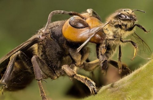 Пользователей сети поразило смертельное противостояние осы и пчелы