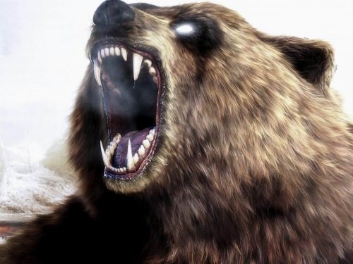 В Нижневартовске медведь застрял в форточке рабочего вагончика