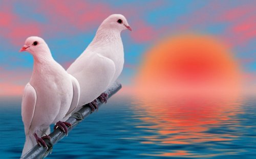Потерянное перо лишило голубей способности издавать сигнал тревоги