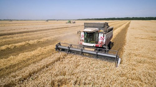 Рекордный урожай пшеницы в России стал угрозой для США