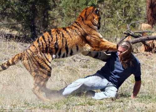 Тигр напал на пенсионера, который пытался его покормить
