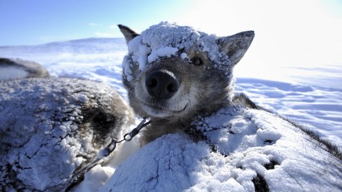 Житель Якутии окатил собаку водой и выгнал на 50-градусный мороз