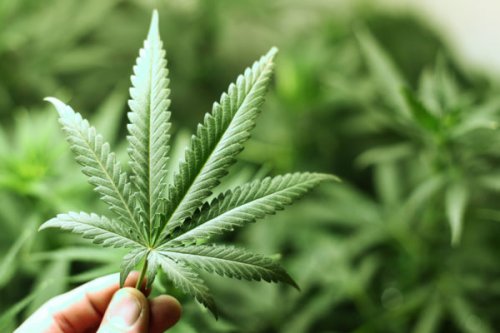 В Грузии отменили уголовное наказание за употребление марихуаны